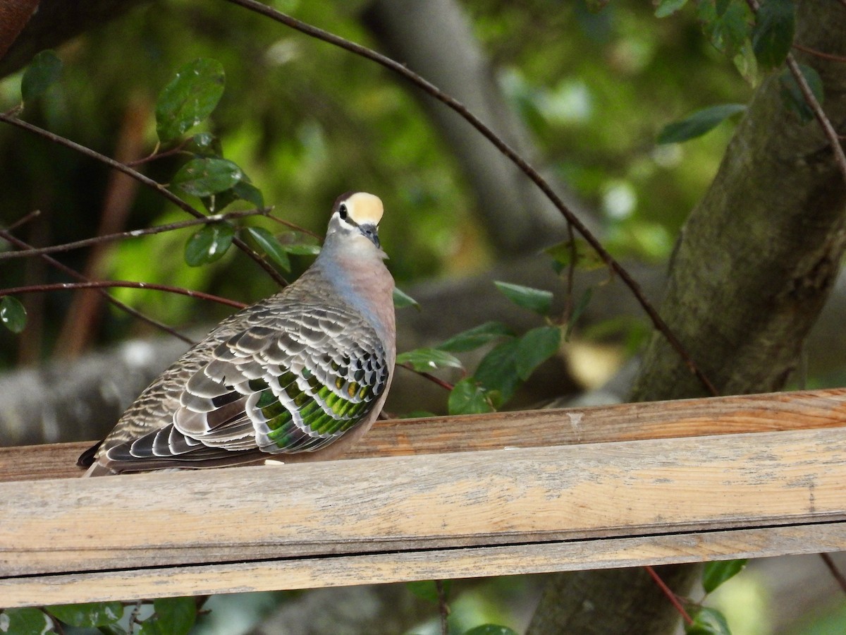 Common Bronzewing - ML641694501