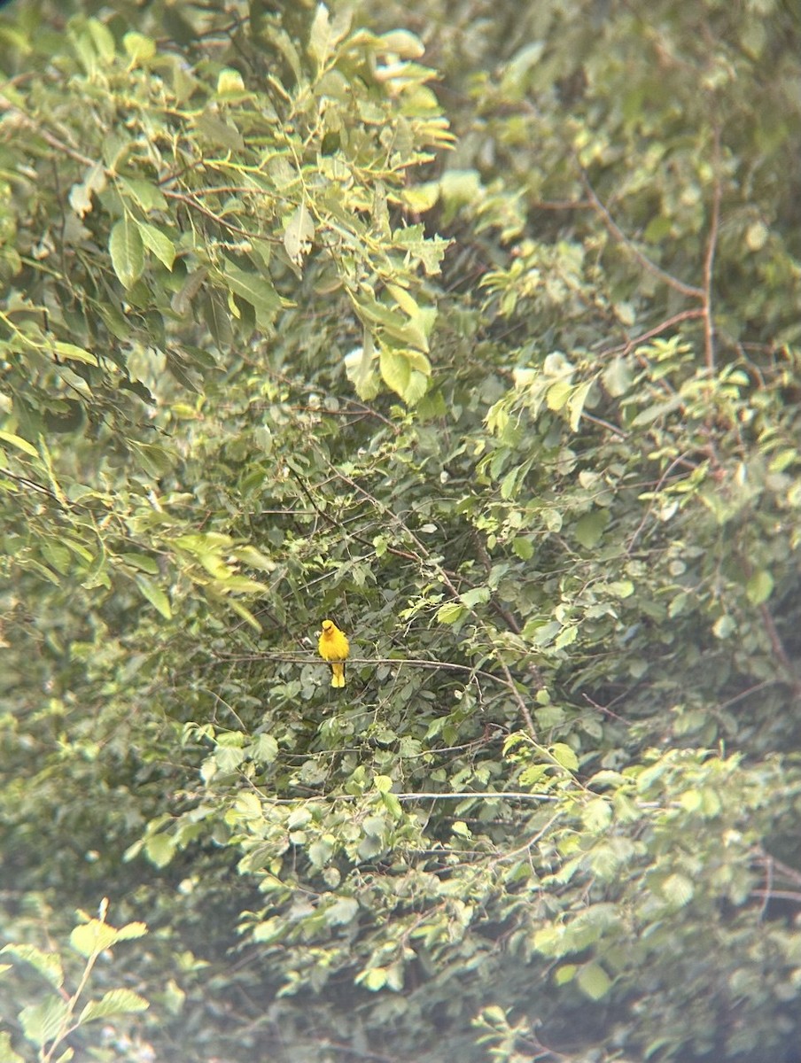 Eurasian Golden Oriole - ML641694505