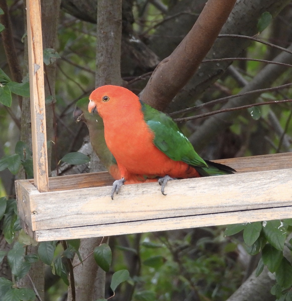 Australian King-Parrot - ML641694513
