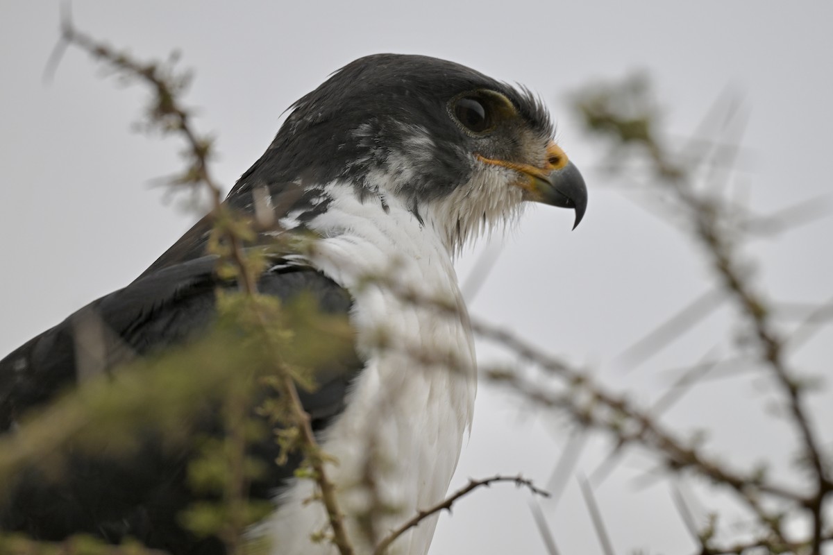 Augur Buzzard - ML641694523