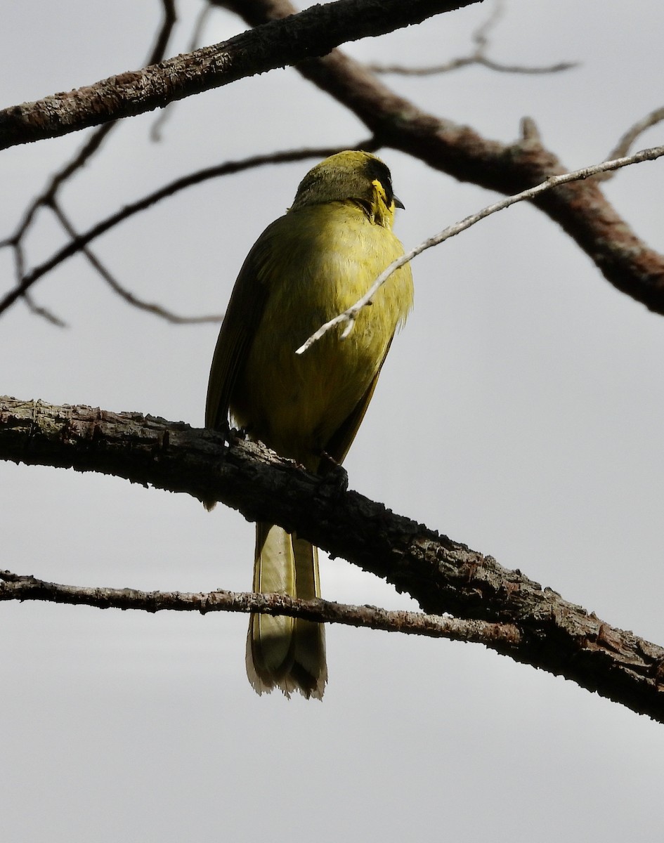 Yellow-tufted Honeyeater - ML641694535