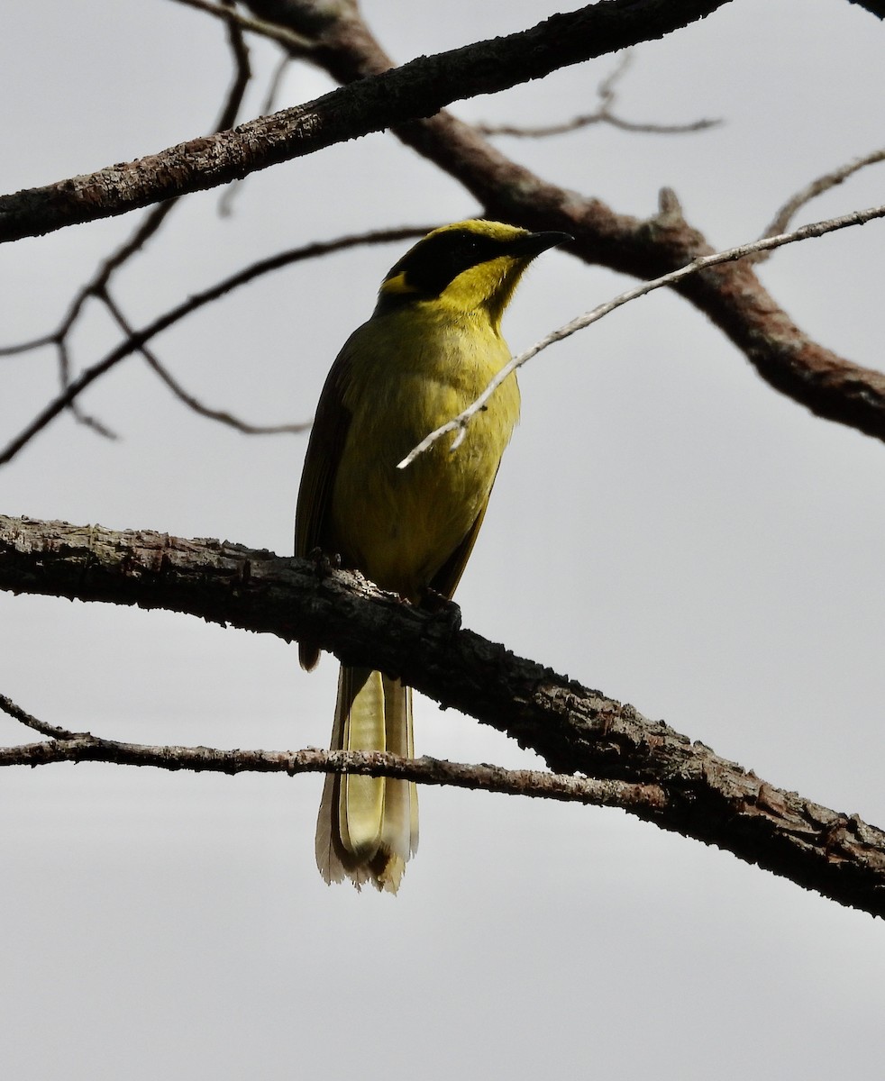 Yellow-tufted Honeyeater - ML641694536