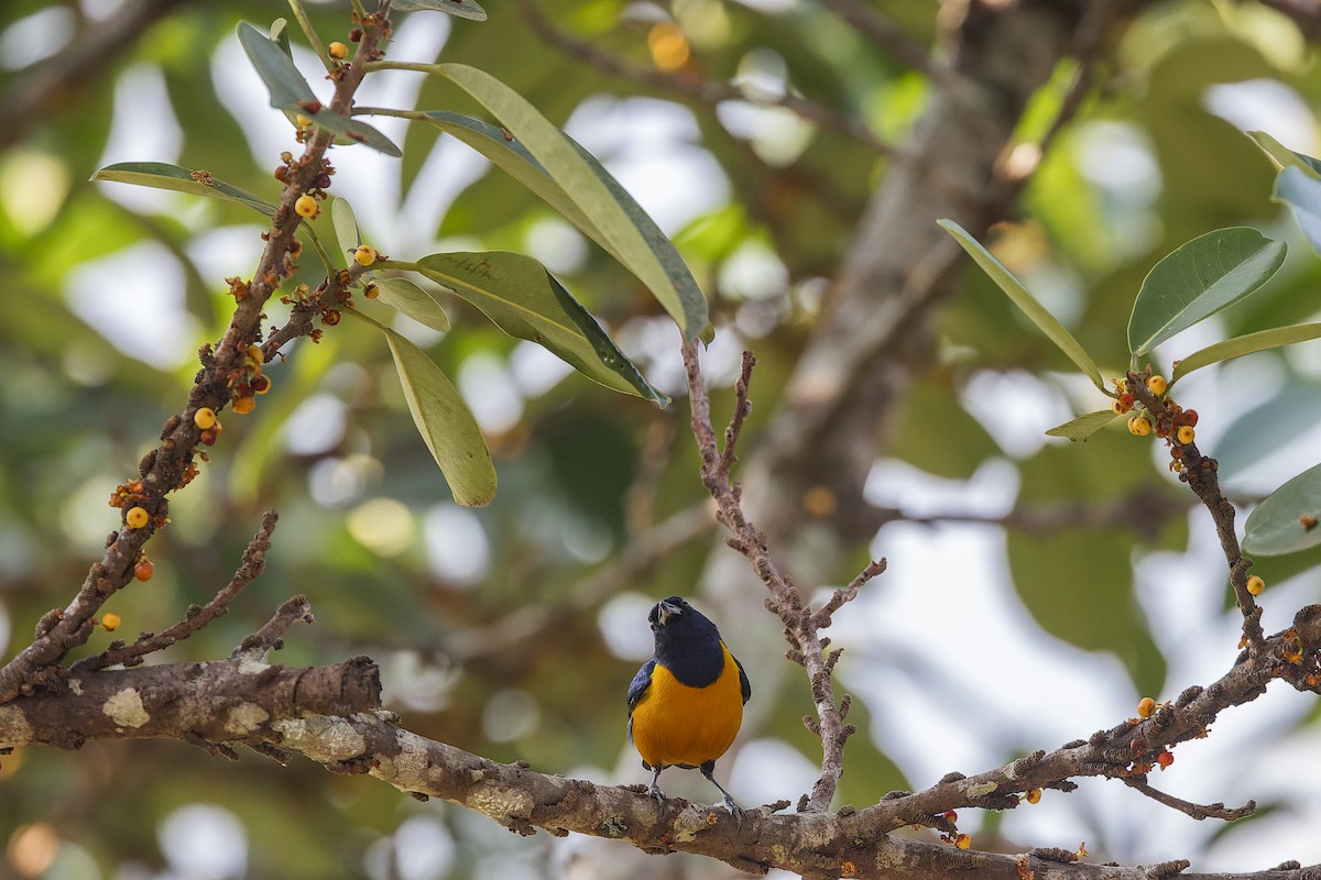 Rufous-bellied Euphonia - ML641694540