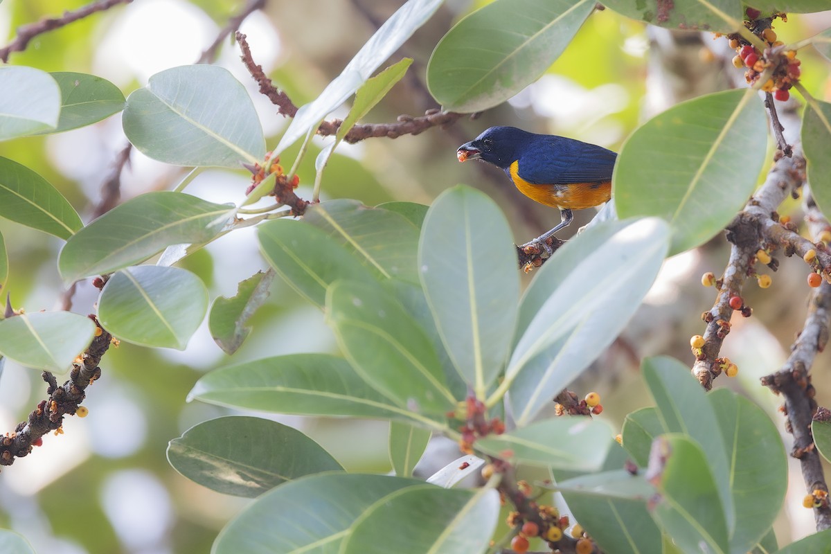 Rufous-bellied Euphonia - ML641694541