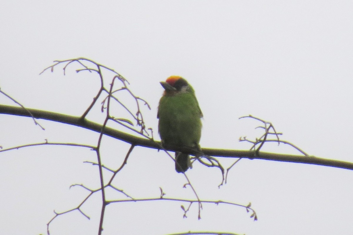 Golden-throated Barbet - ML641694548