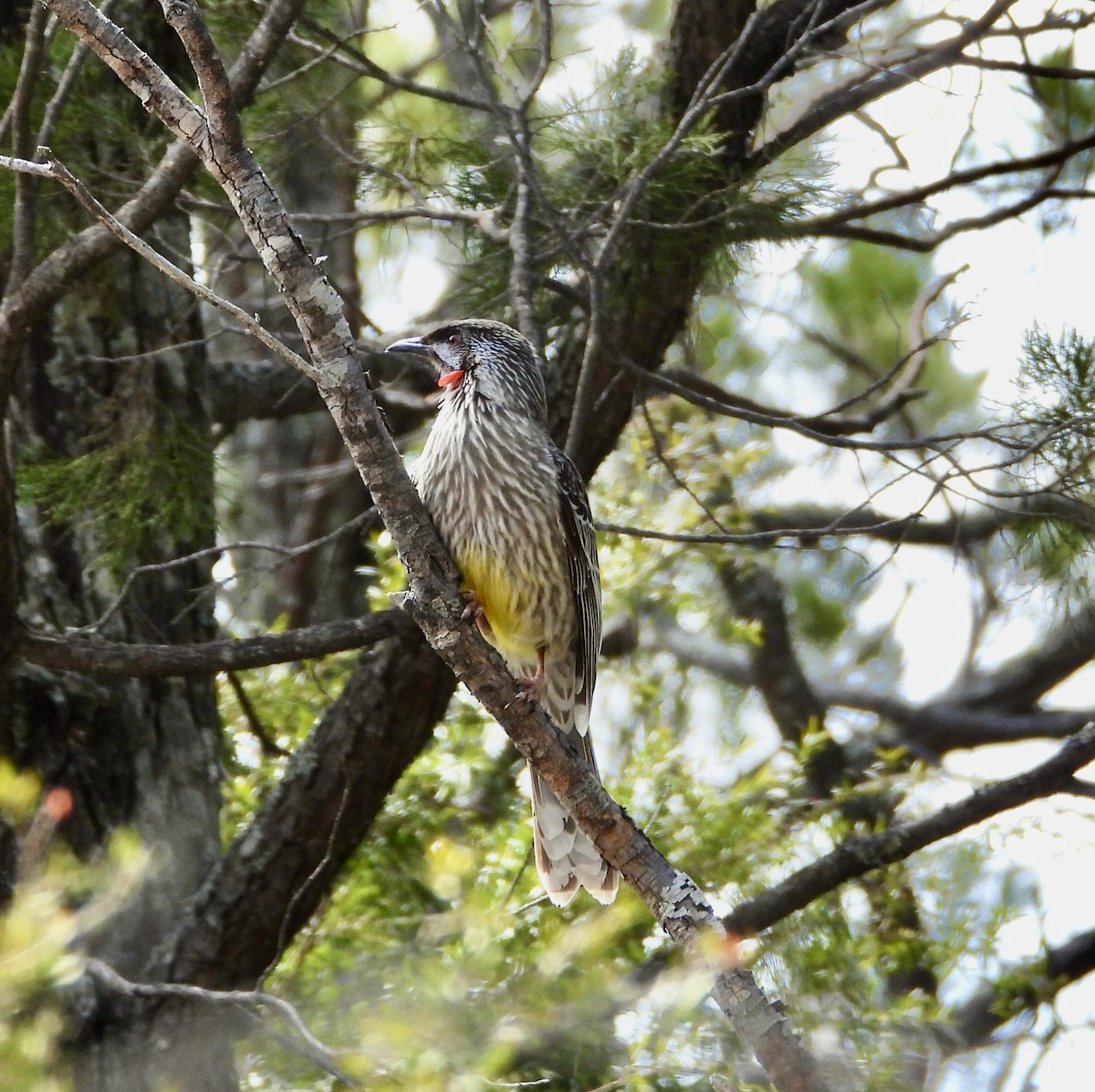 Red Wattlebird - ML641694550