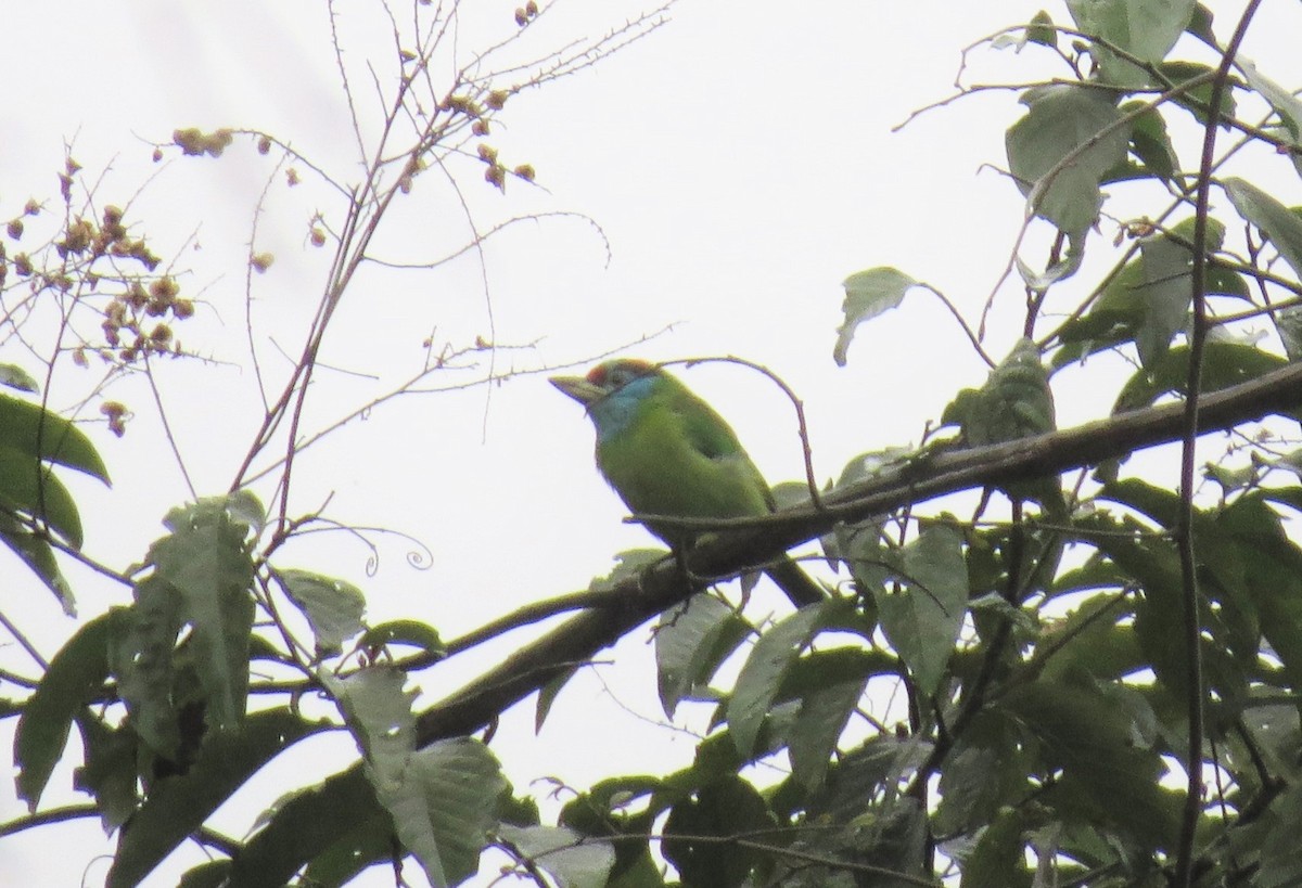 Blue-throated Barbet - ML641694553