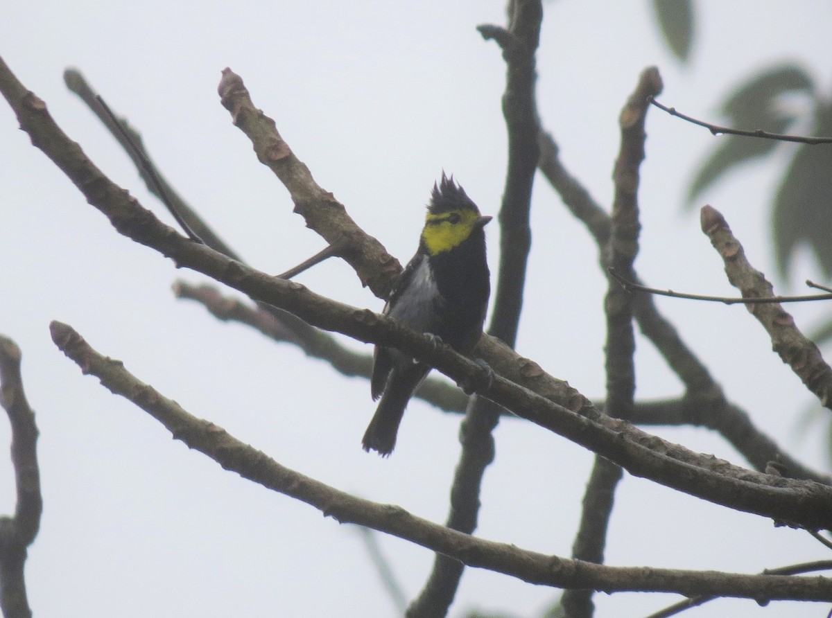 Yellow-cheeked Tit - ML641694558