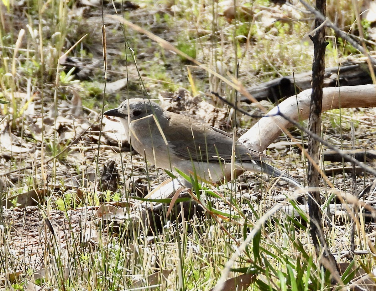 Gray Shrikethrush - ML641694563