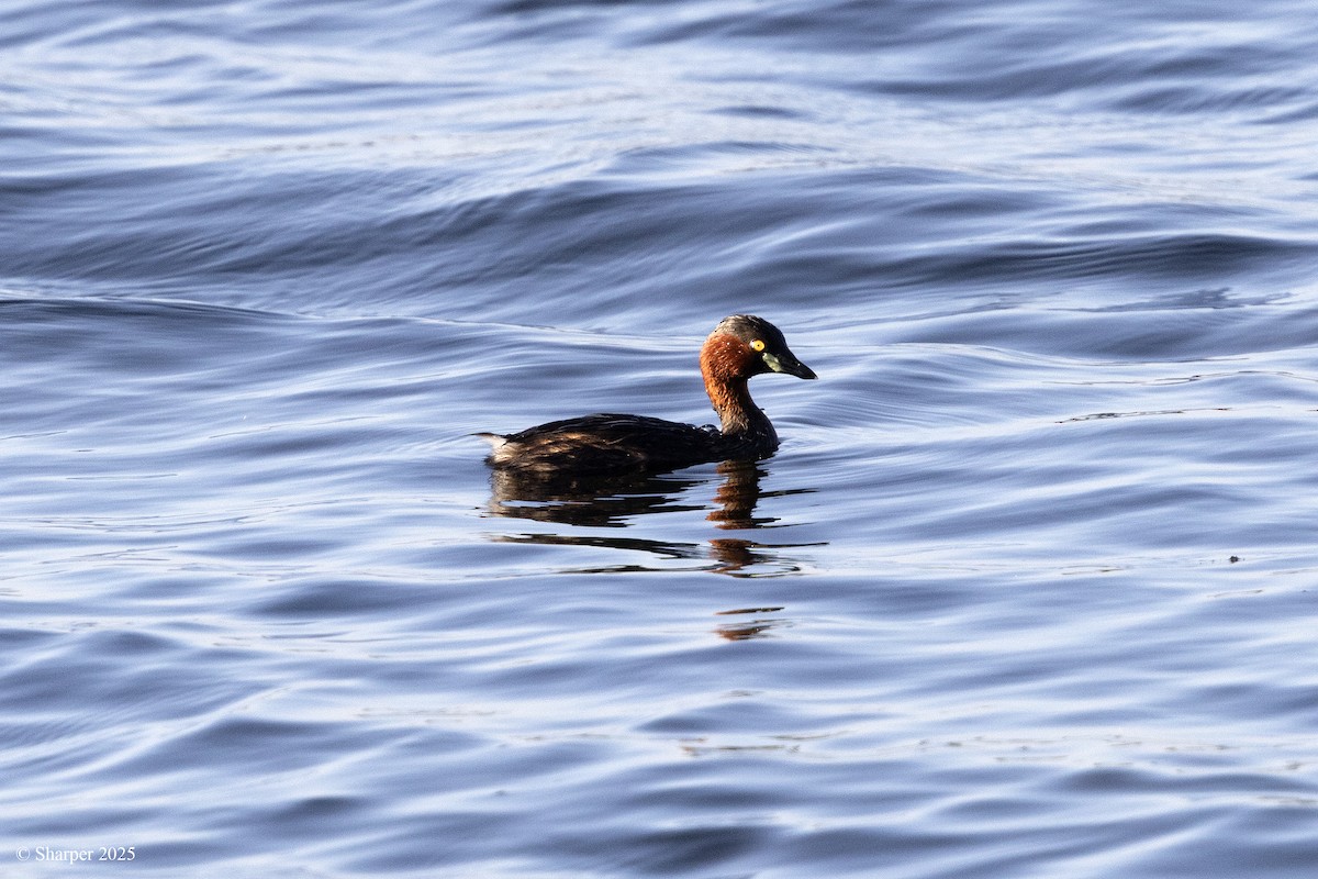 Little Grebe - ML641694568
