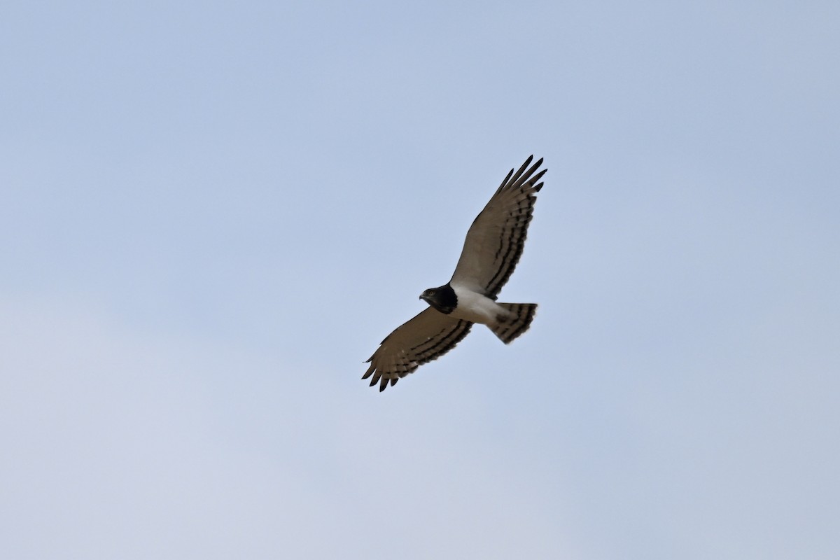 Black-chested Snake-Eagle - ML641694571