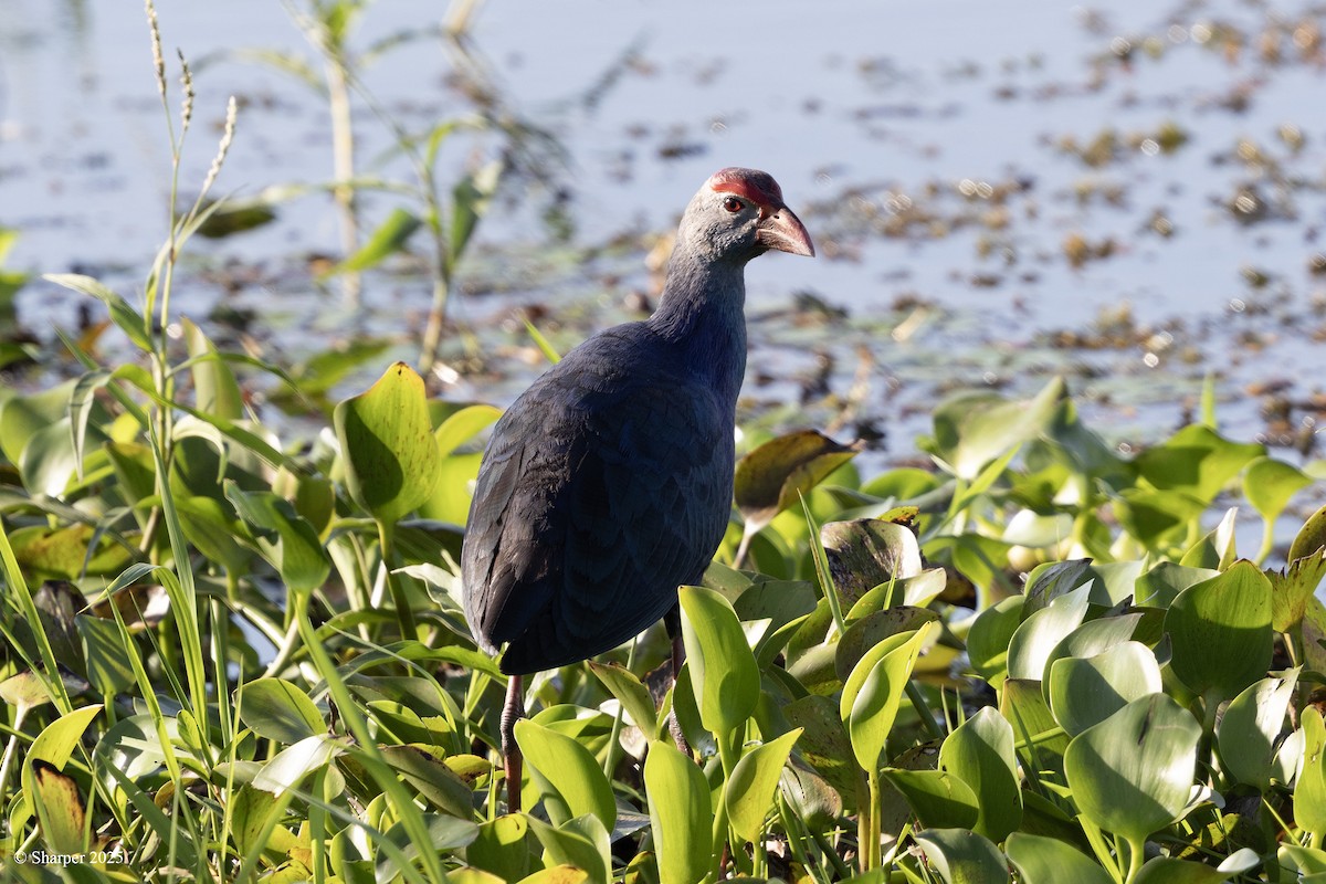 Gray-headed Swamphen - ML641694592