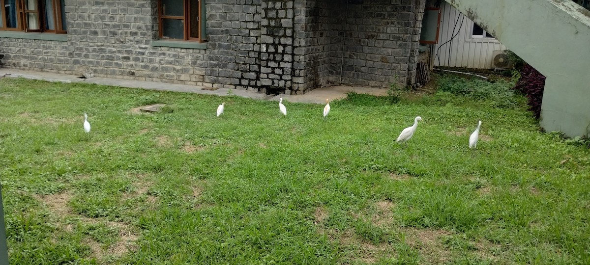 Eastern Cattle-Egret - ML641694604