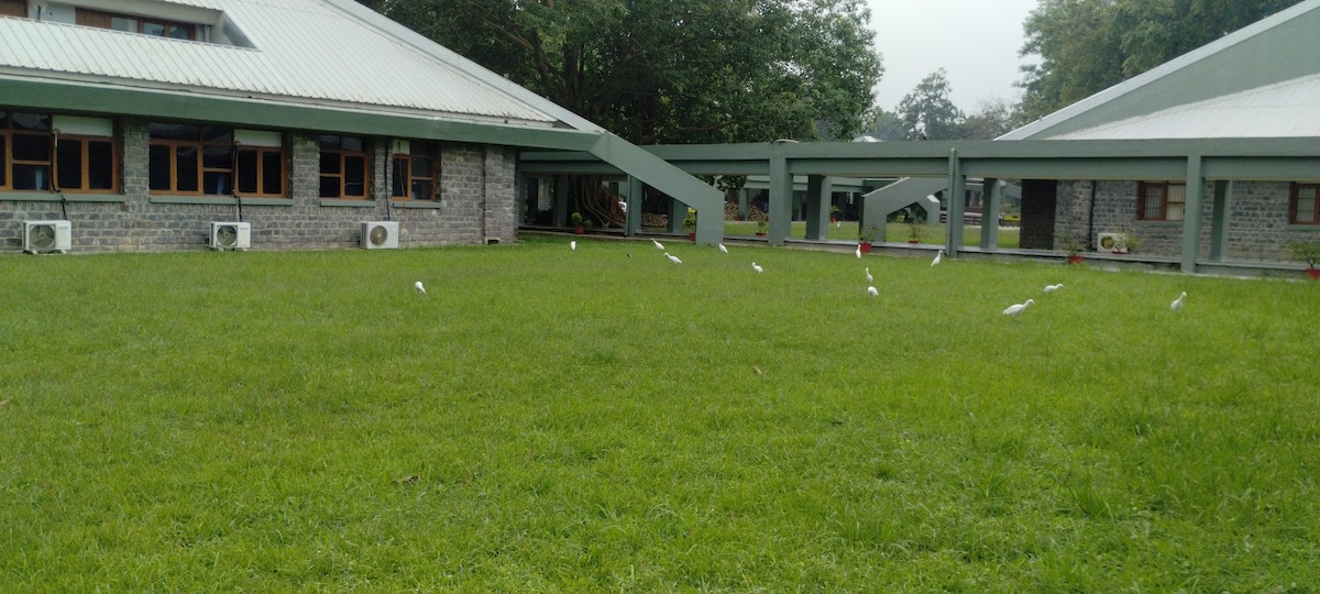 Eastern Cattle-Egret - ML641694606