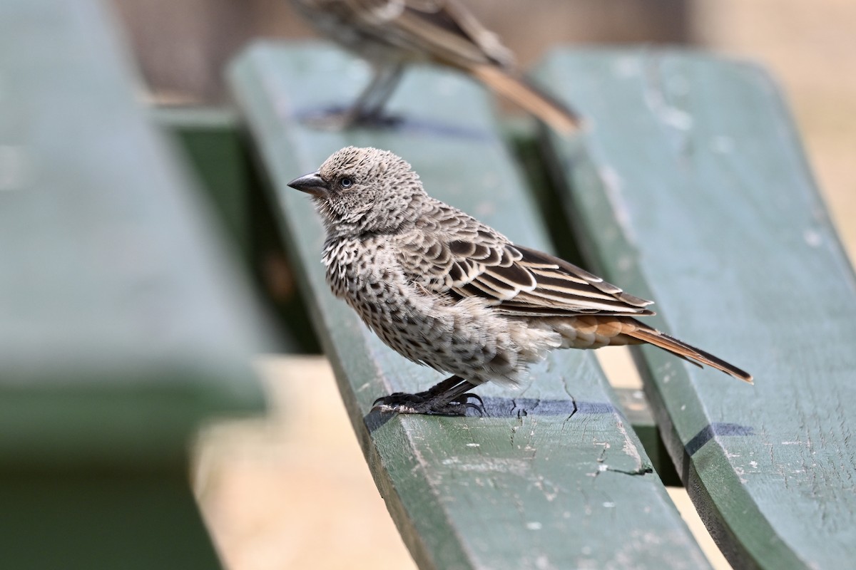 Rufous-tailed Weaver - ML641694610