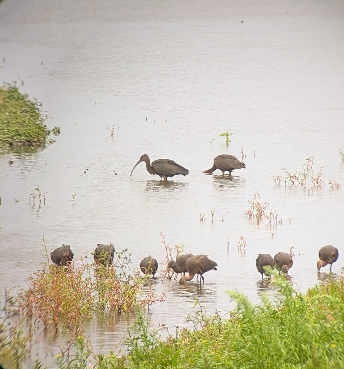 Glossy Ibis - ML641694623