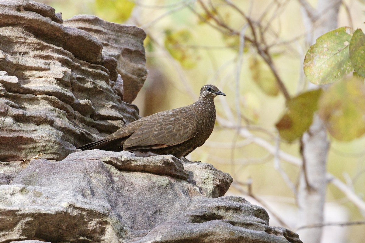 Chestnut-quilled Rock-Pigeon - ML641694624