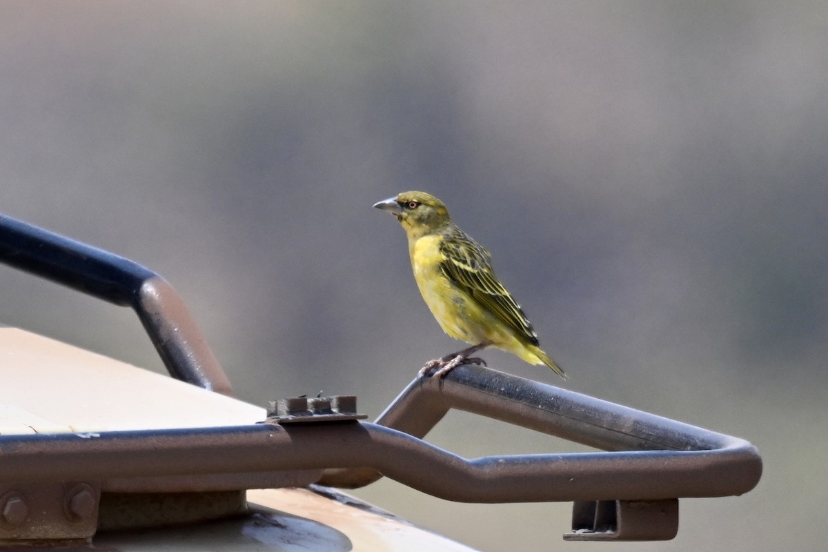 Speke's Weaver - ML641694626