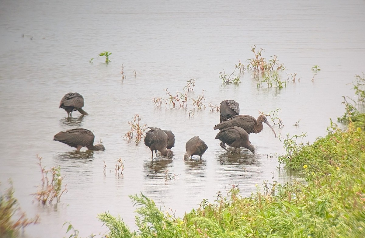 Glossy Ibis - ML641694627