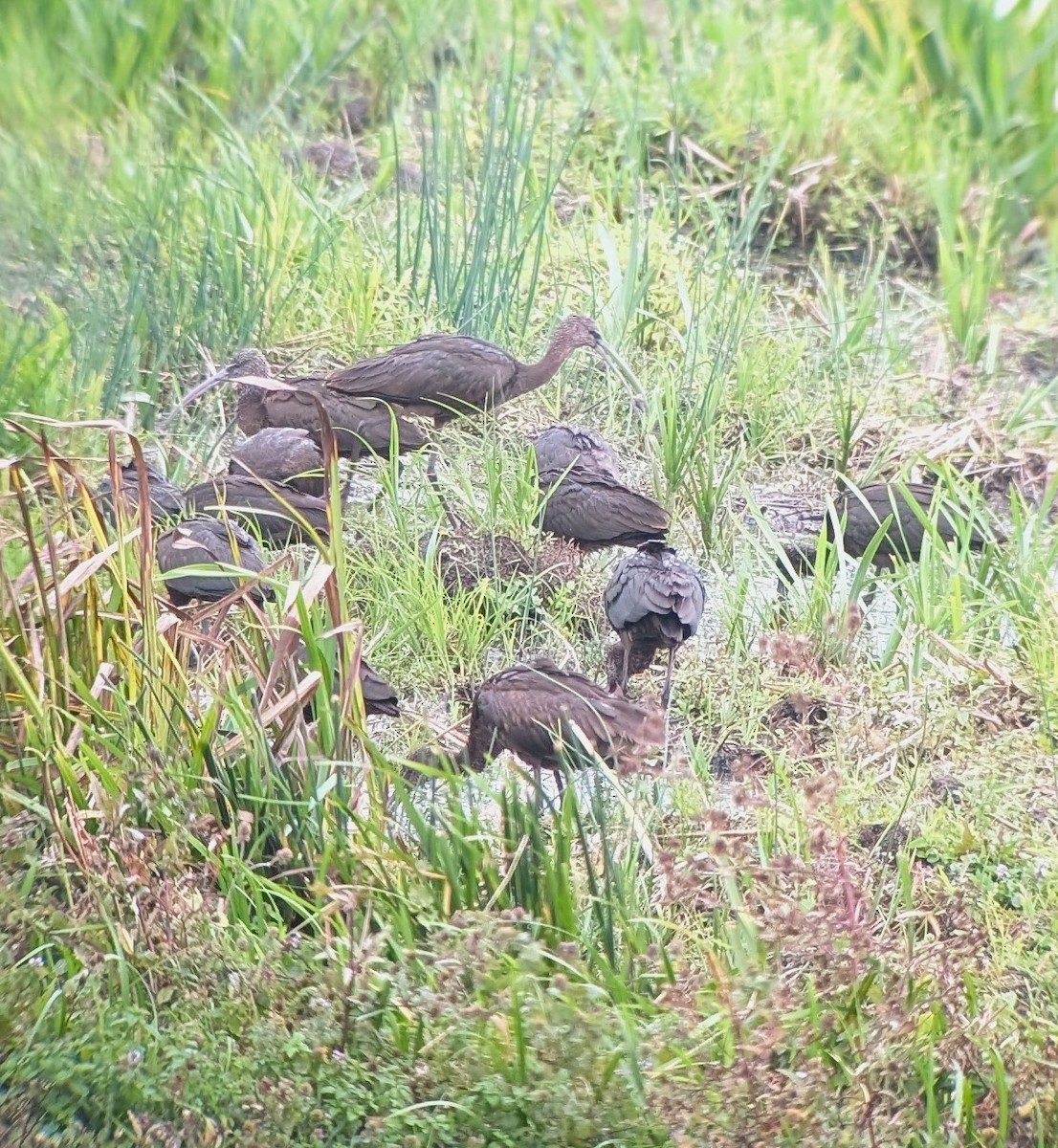 Glossy Ibis - ML641694632