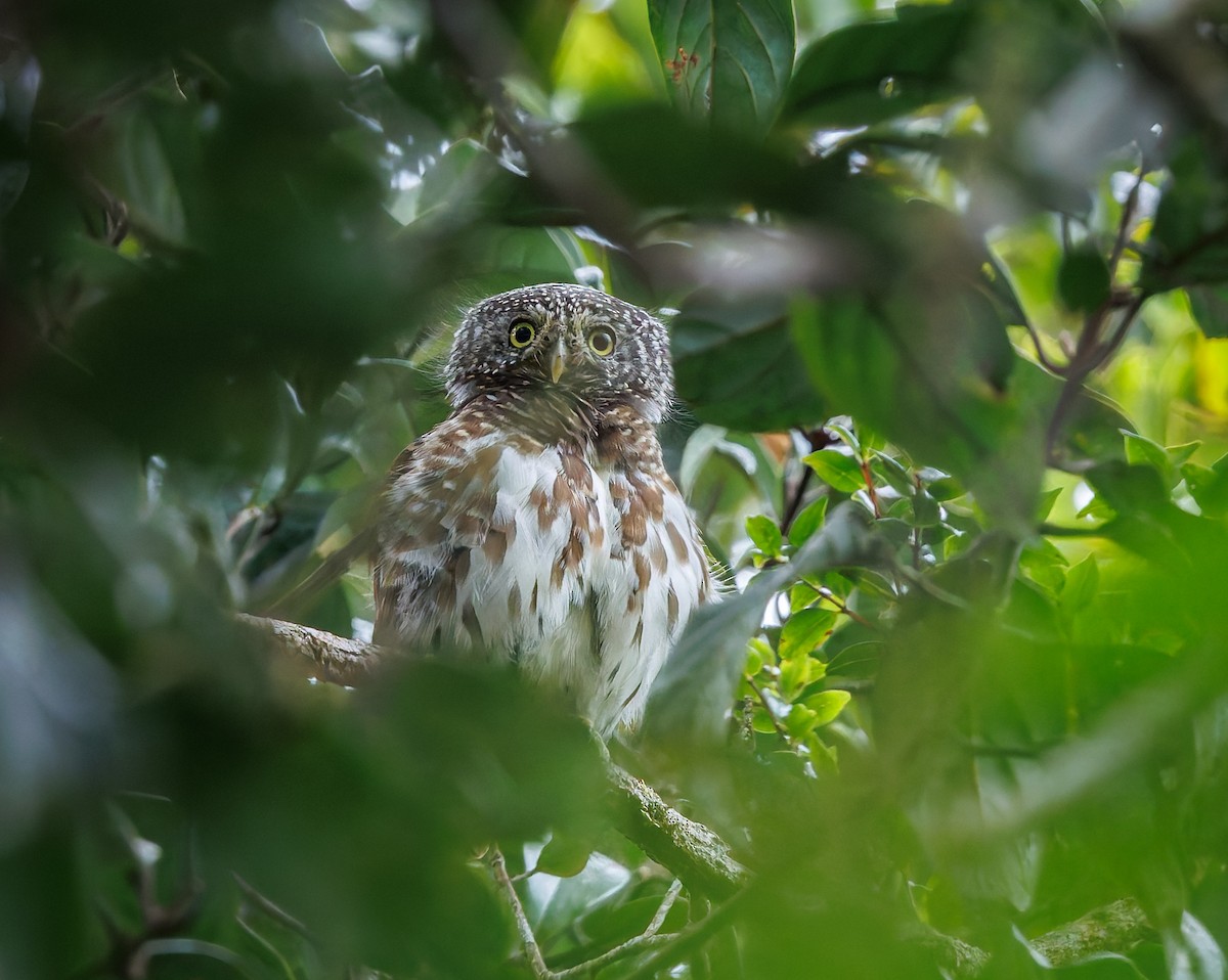 Sunda Owlet - ML641694640