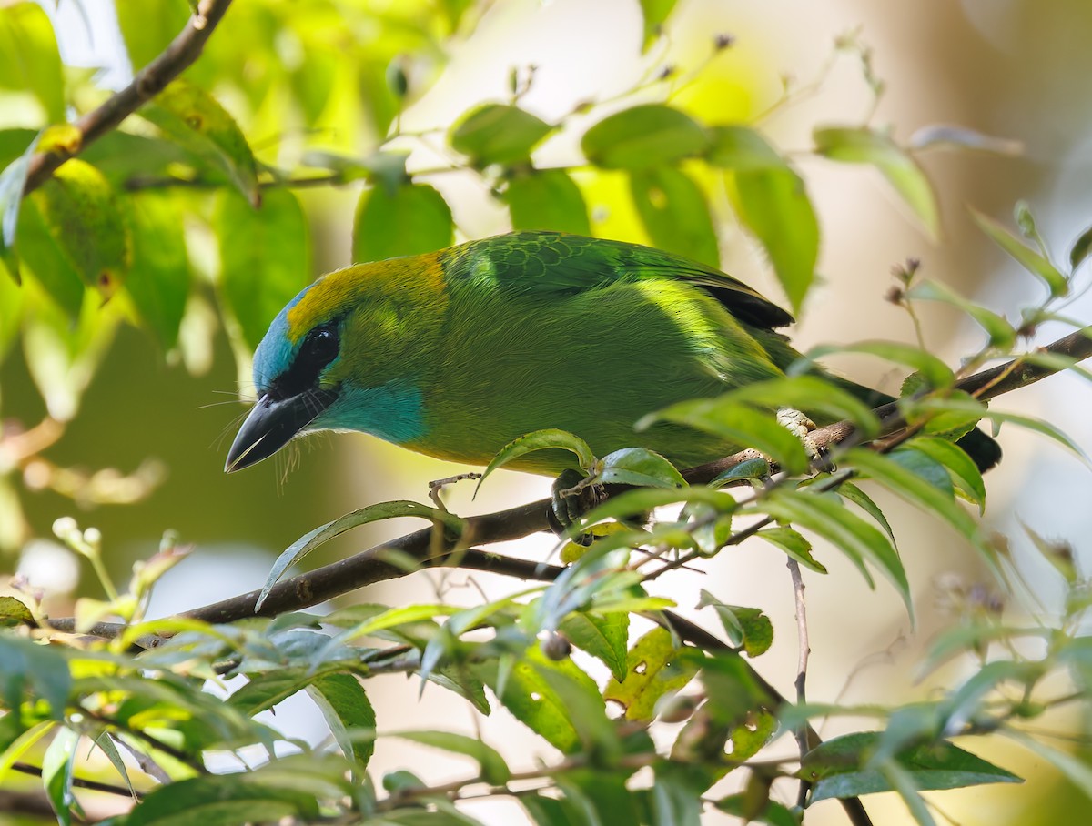 Golden-naped Barbet - ML641694646