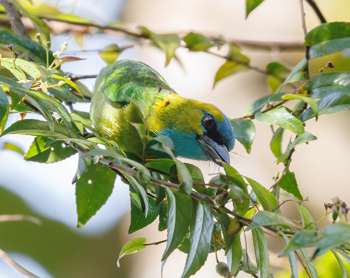 Golden-naped Barbet - ML641694647