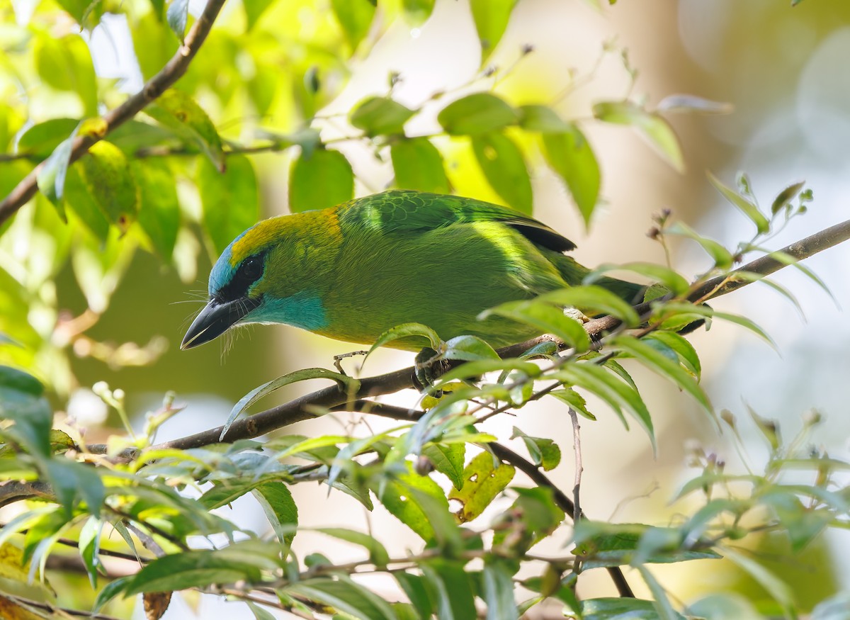 Golden-naped Barbet - ML641694648