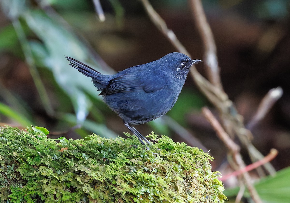 Bornean Shortwing - ML641694676