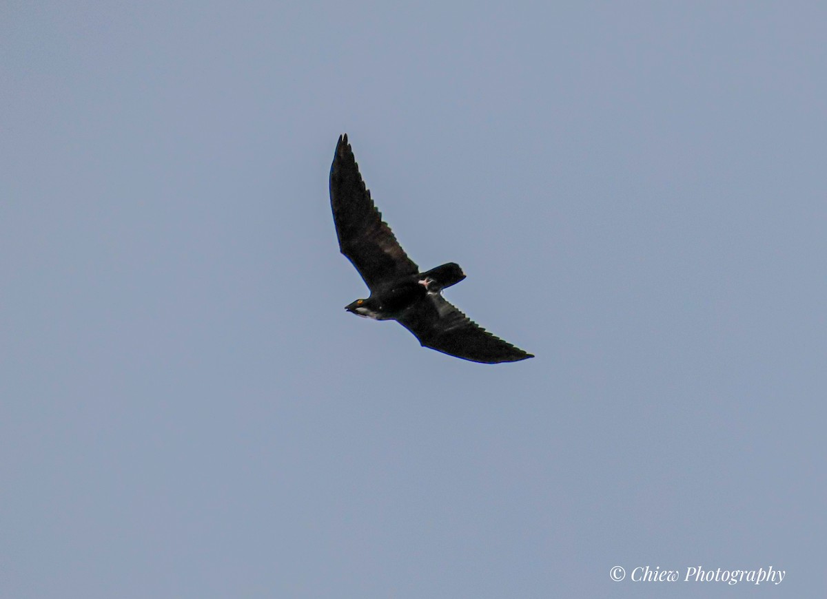 Bat Hawk - ML641694687