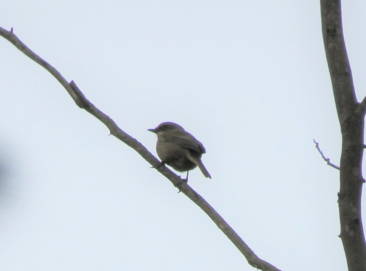 Gray Bushchat - ML641694707