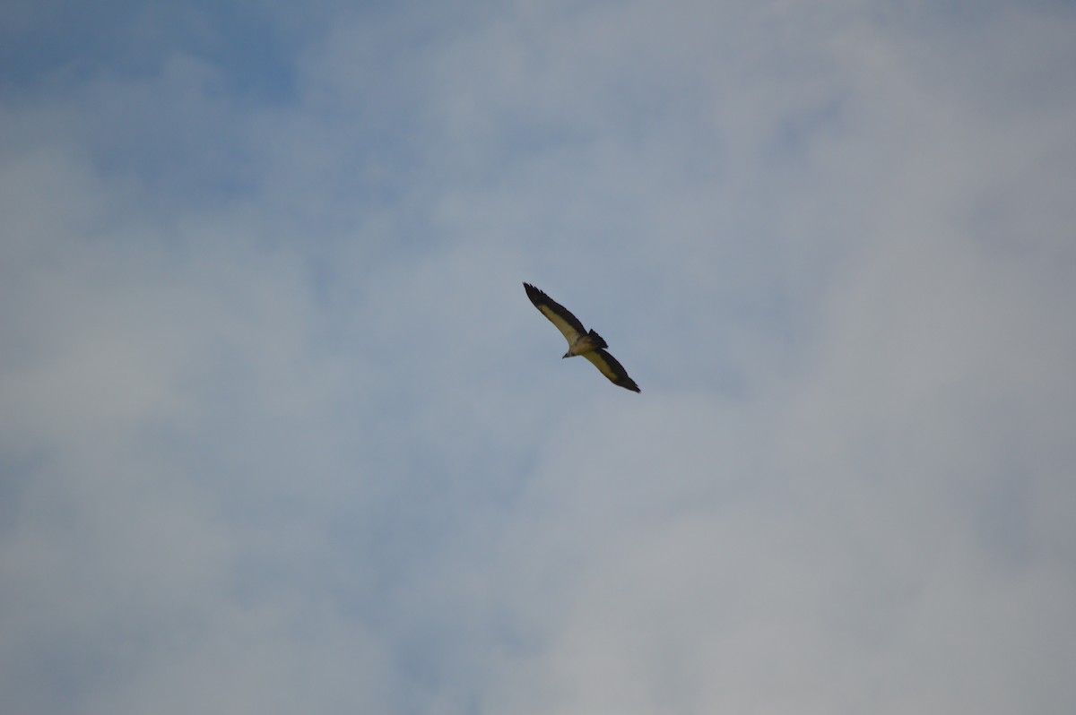 White-backed Vulture - ML641694738