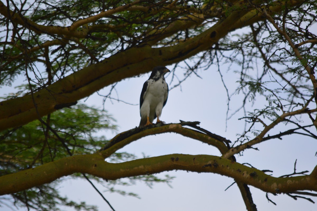 Augur Buzzard - ML641694751