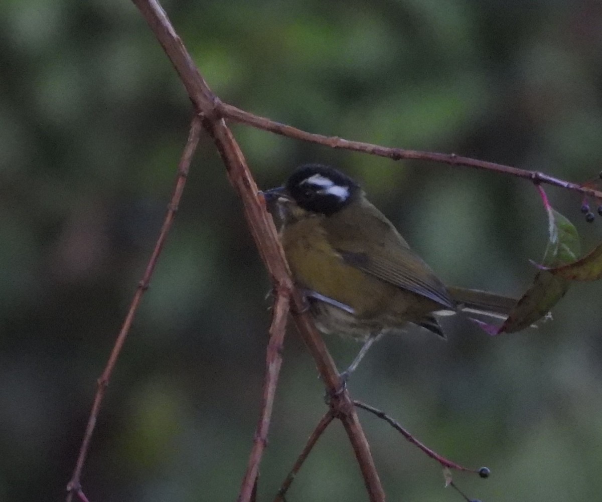 Sooty-capped Chlorospingus - ML641694753