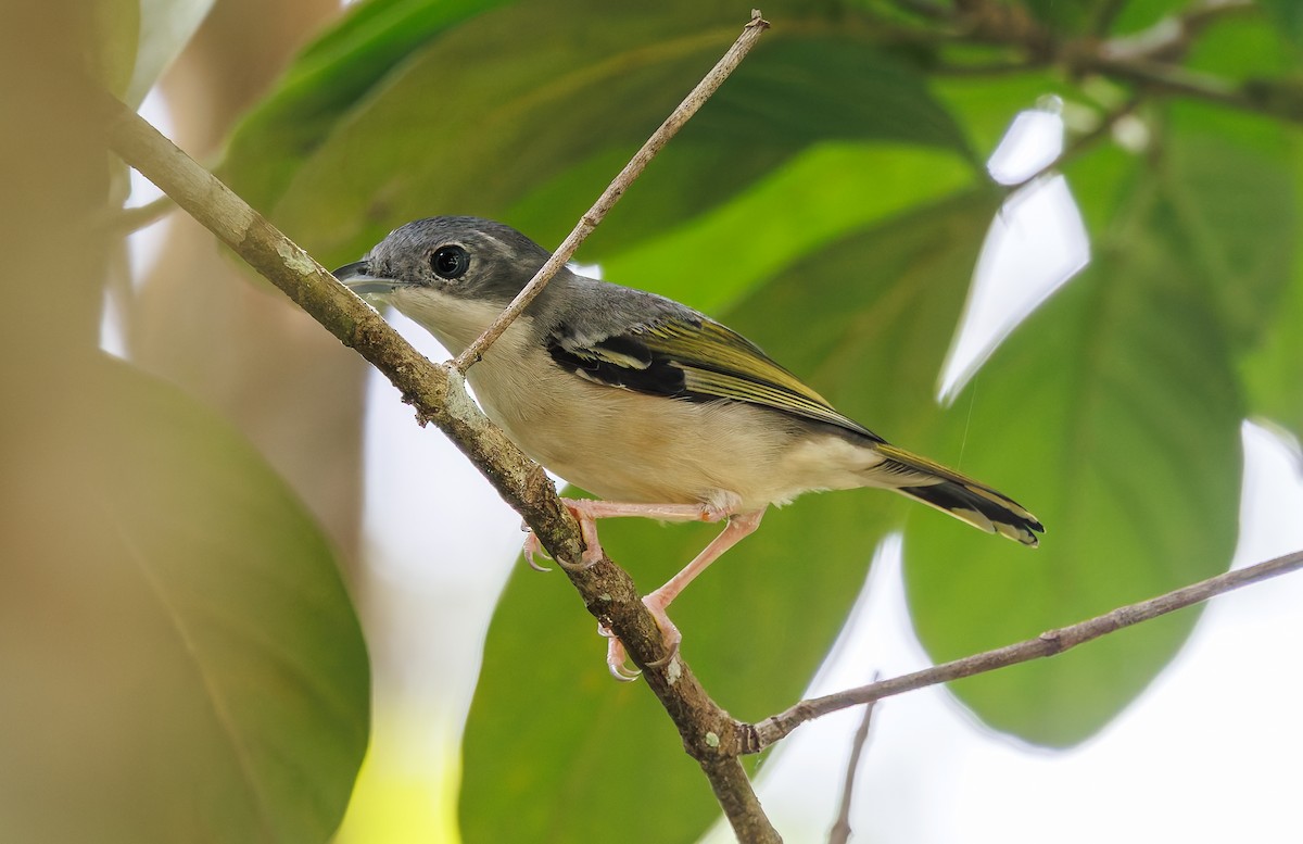 White-browed Shrike-Babbler - ML641694785