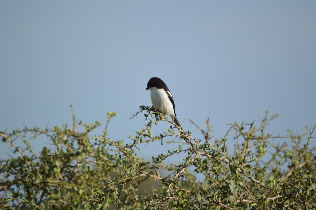 Northern Fiscal - ML641694797