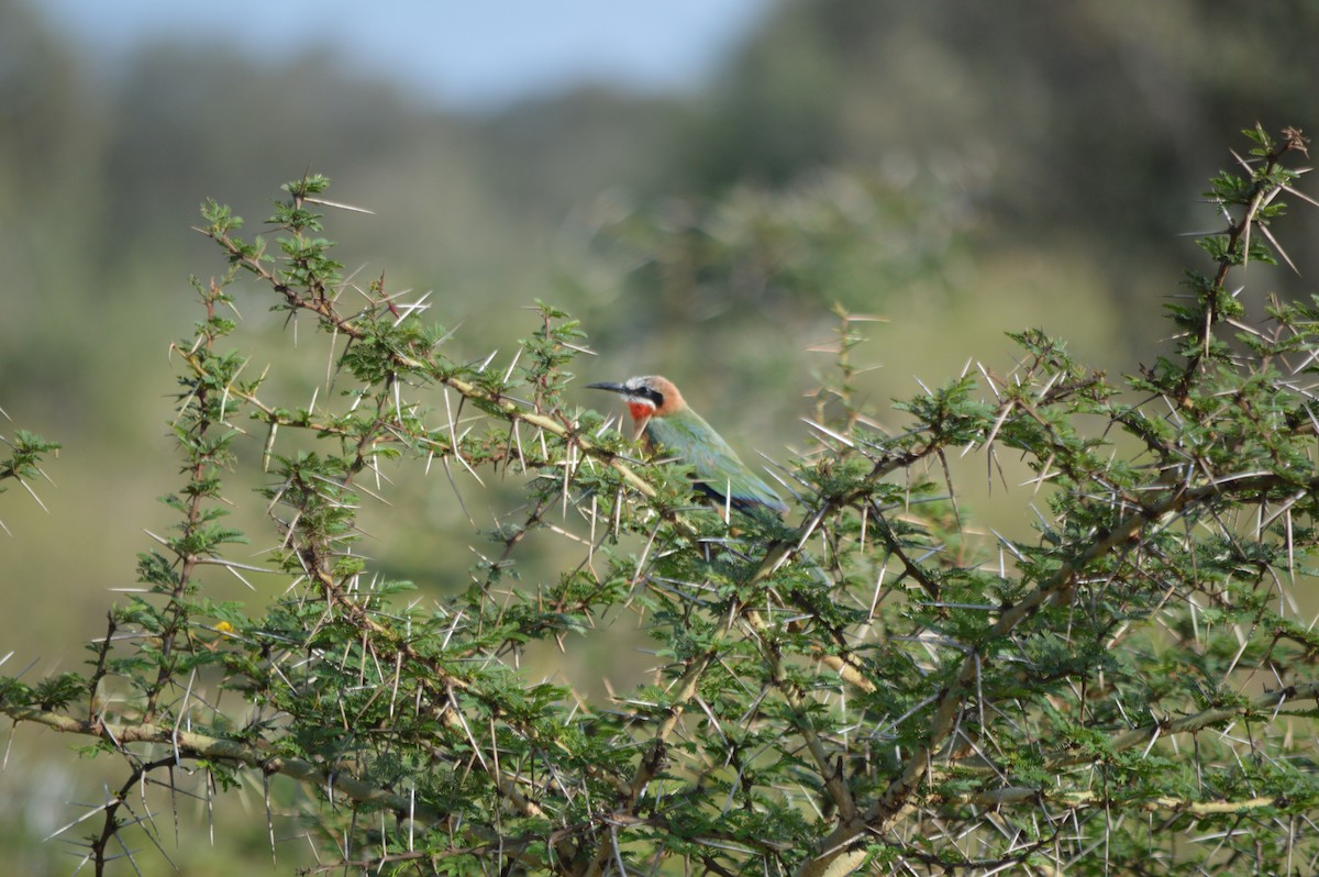 White-fronted Bee-eater - ML641694804