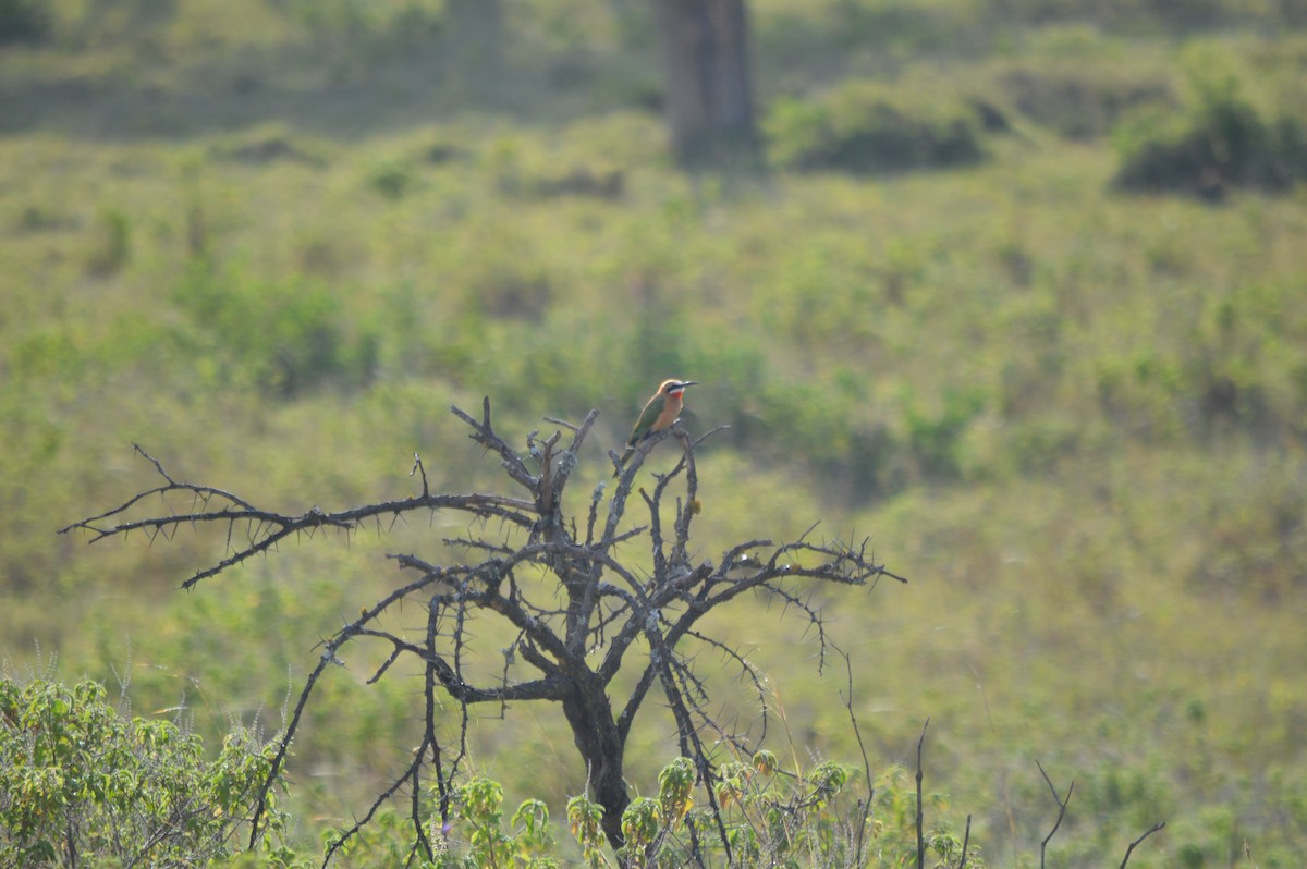 White-fronted Bee-eater - ML641694805