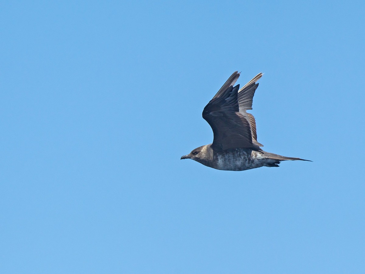 Long-tailed Jaeger - Niall D Perrins