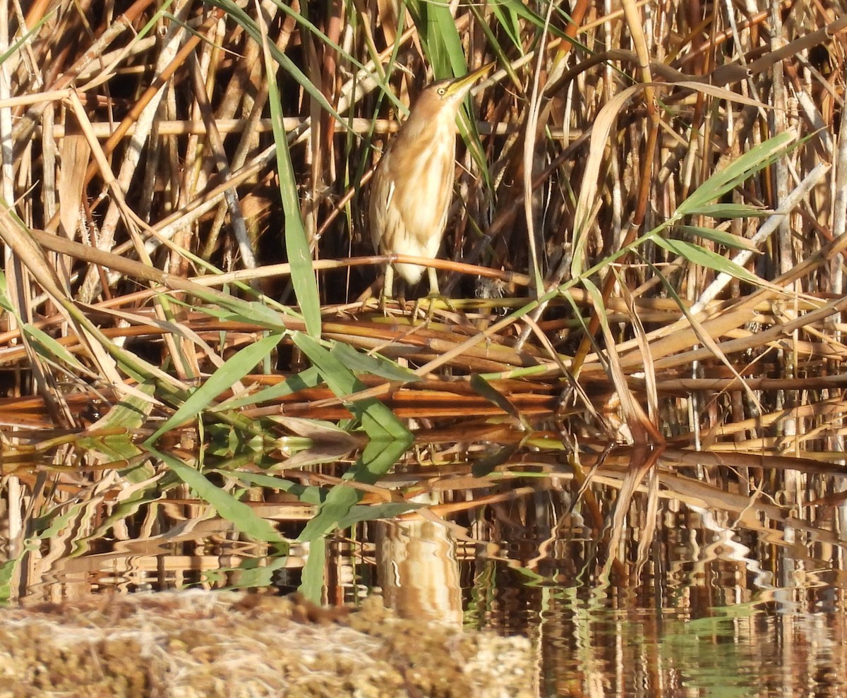 Little Bittern - ML641694815