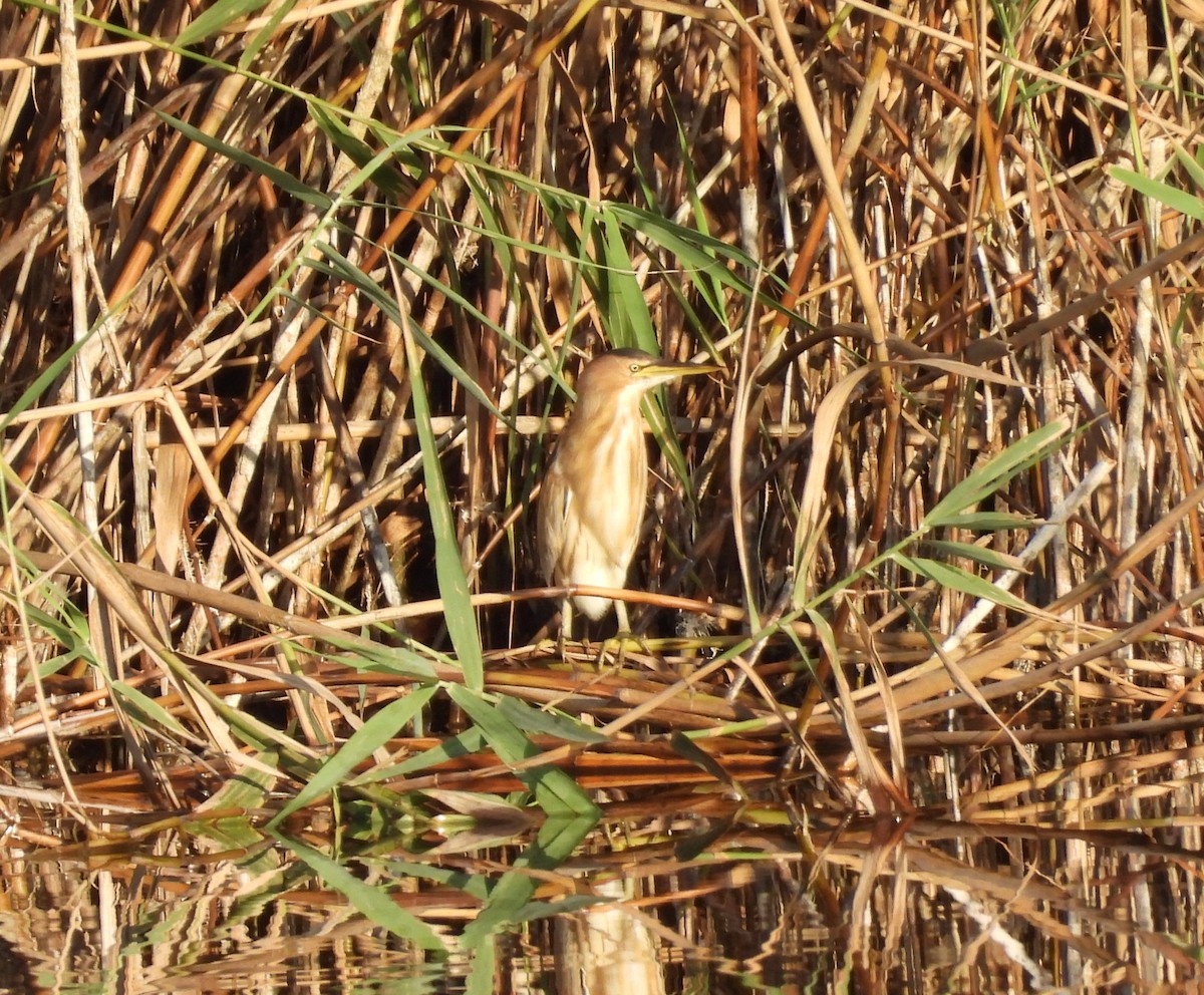 Little Bittern - ML641694816