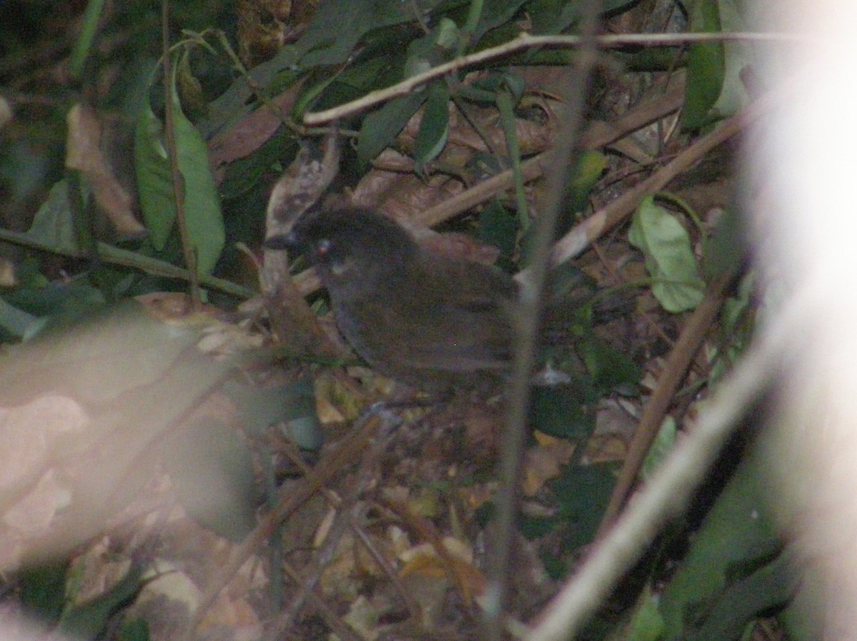 Nonggang Babbler - ML641694820