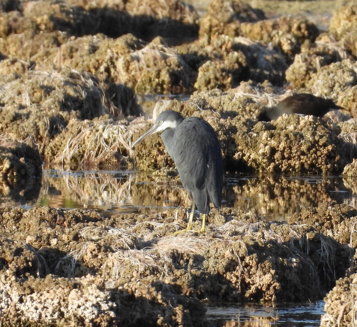 Western Reef-Heron - ML641694823