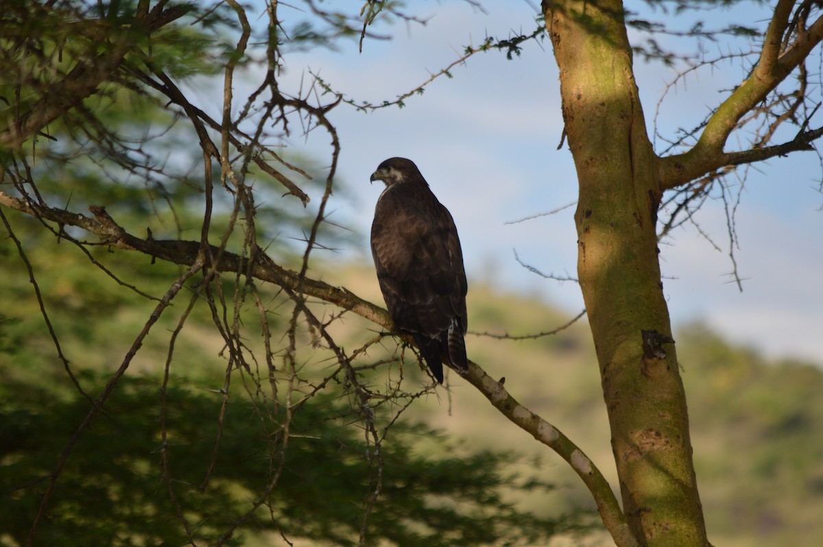Augur Buzzard - ML641694827
