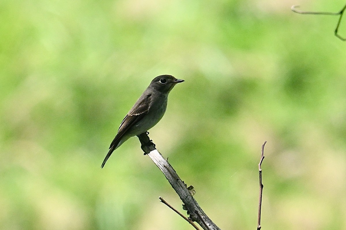 Euli-txori siberiarra - ML641694909