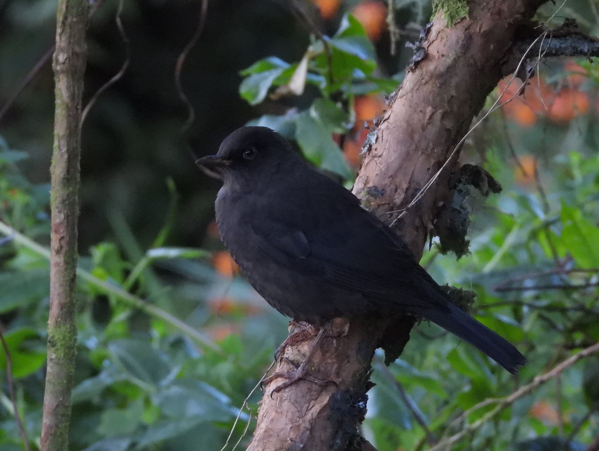 Sooty Thrush - ML641694911