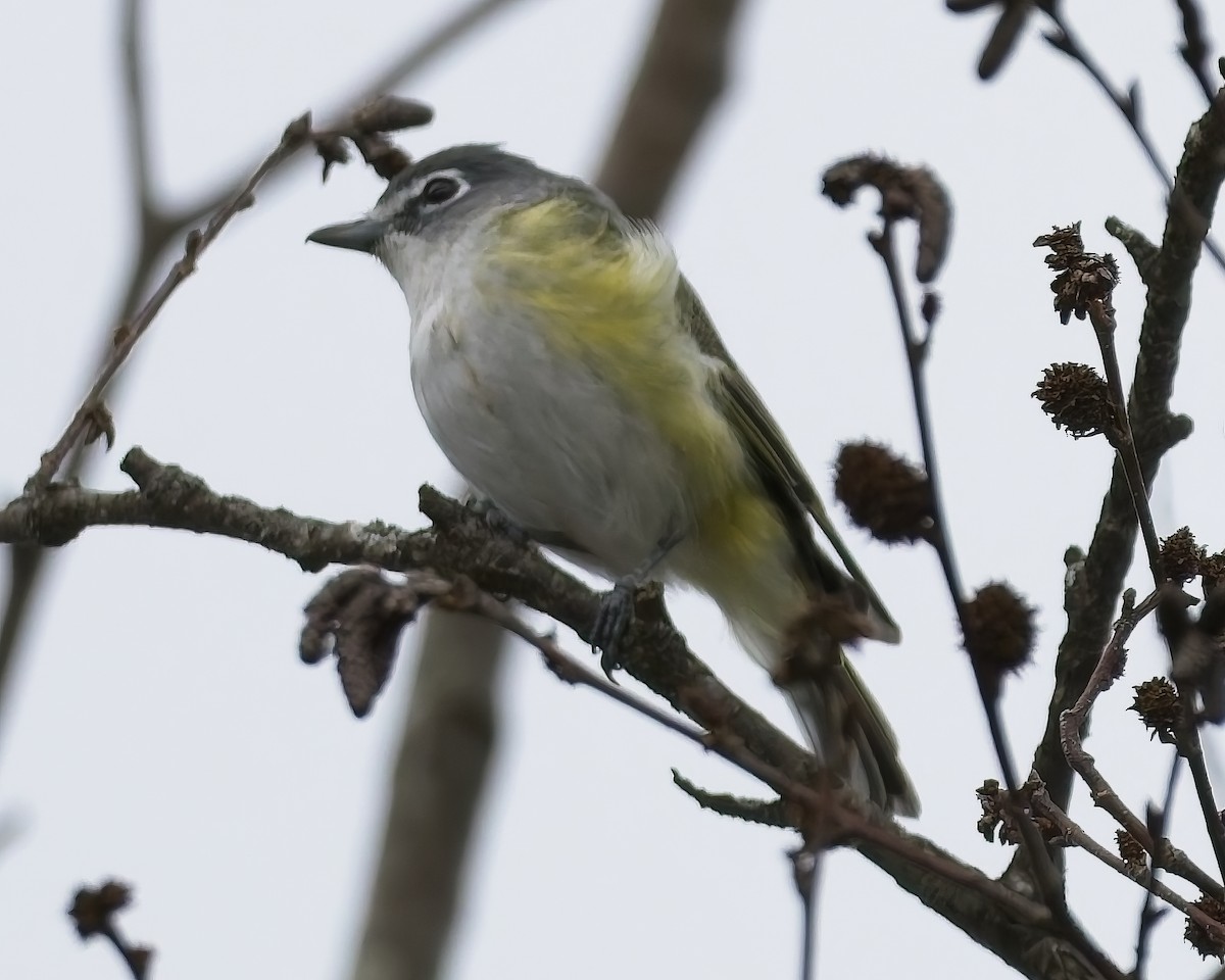 Blue-headed Vireo - ML641694912