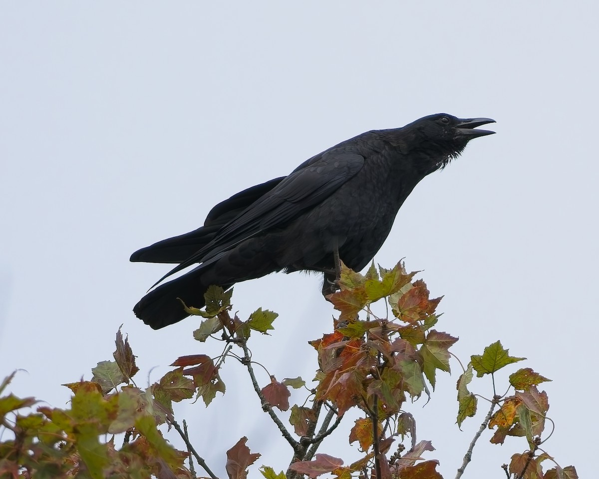 American Crow - ML641694924