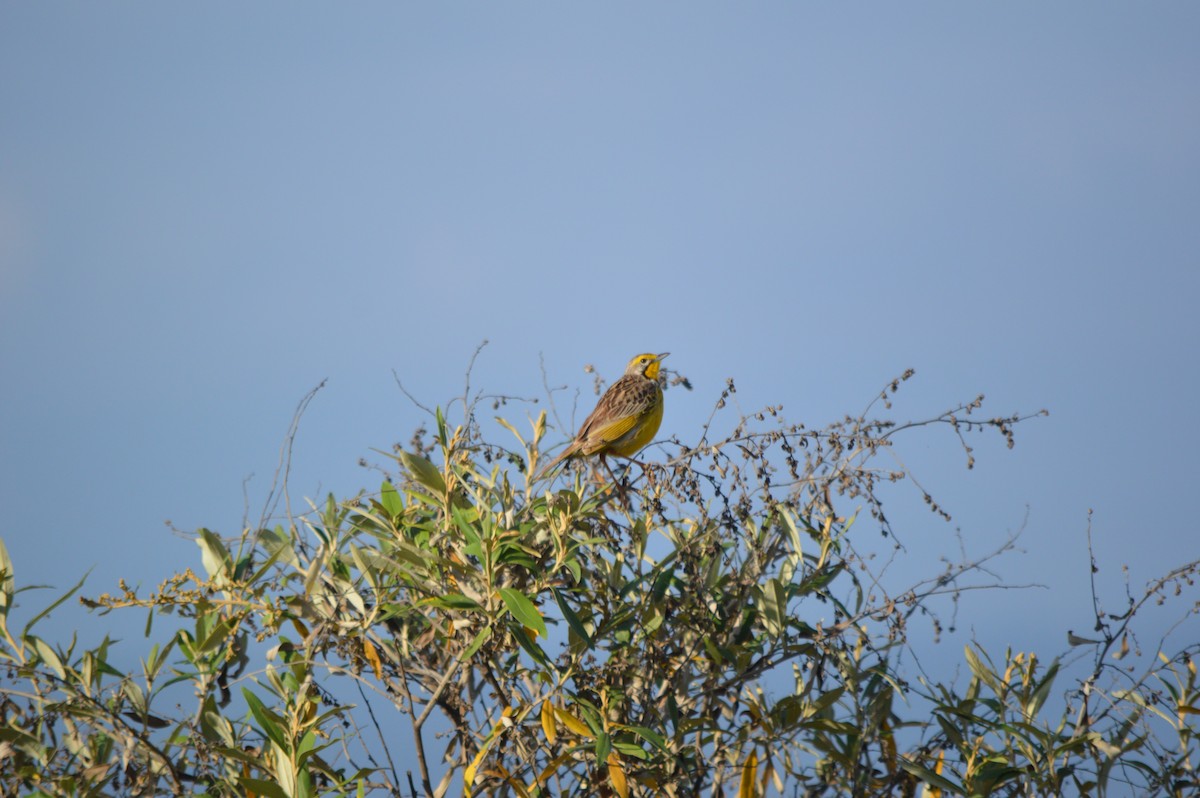 Yellow-throated Longclaw - ML641694937