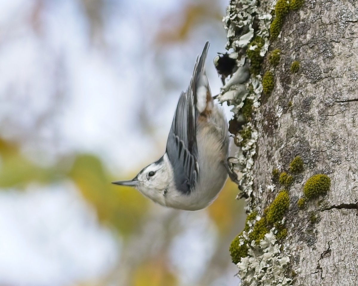 White-breasted Nuthatch - ML641694940